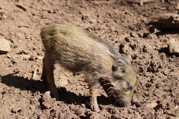 Wildschweinbaby