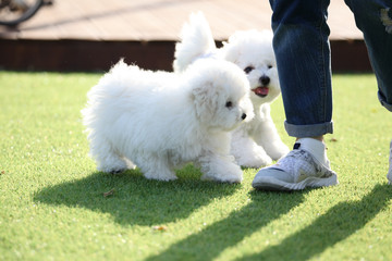 귀여운 새끼강아지