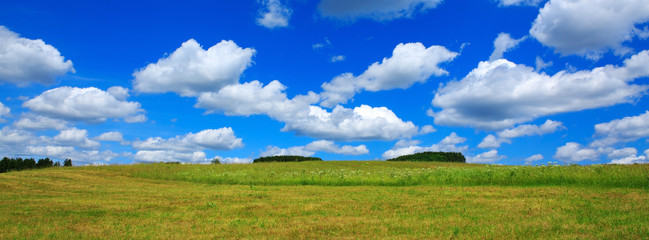 Obraz na płótnie Canvas Field with green grass and blue sky with clouds.