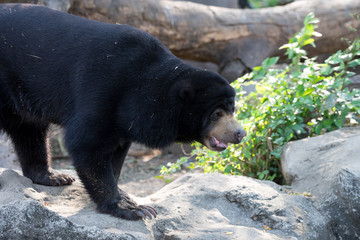 Closeup of Malayan Sun Bear (Helarctos malayanus) is walking on rock in the zoo