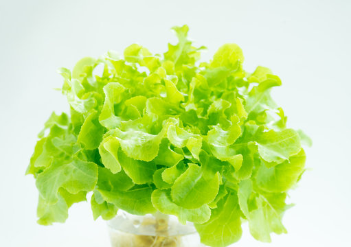 green leaf lettuce for salad on isolated white background
