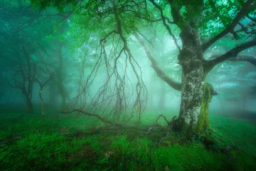 Zelfklevend Fotobehang mysterious foggy forest © mimadeo
