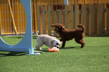 Fun puppies in a private playground