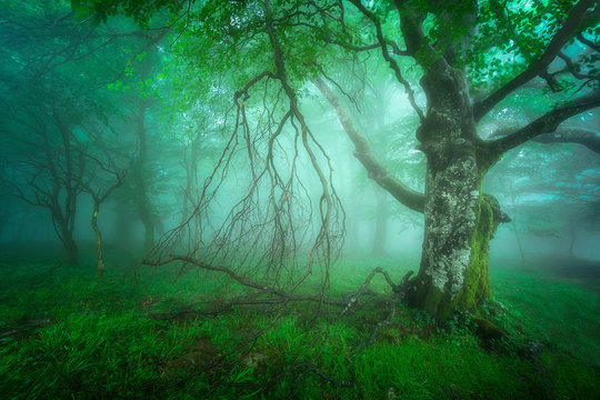 Fototapeta mysterious foggy forest