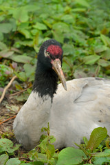 Black-necked crane (Grus nigricollis). Portrait