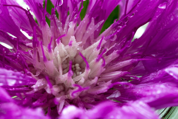Obraz premium Water drops inside of purple flower bud