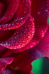 Rose petals with water drops macro