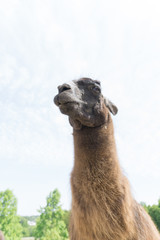 llama