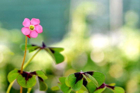 Pink flower of lucky clover