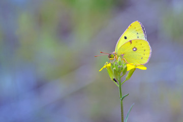 Fototapeta premium Cloudless Sulphur butterfly (Phoebis sennae) on flower