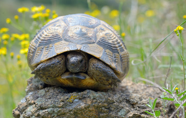 Testudo graeca ibera