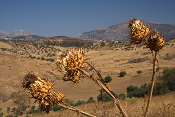 Landschaft in Montes de Malaga
