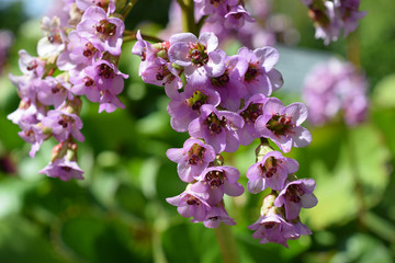 Fototapeta premium Flowers of Bergenia crassifolia, also known as Korean elephant-ear, badan, Siberian or Mongolian tea, leather or heartleaf bergenia and elephant's ears.