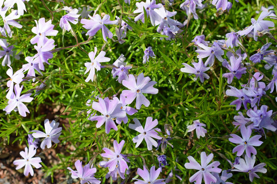 Phlox subulata, also known as creeping, moss or mountain phlox. Top view image