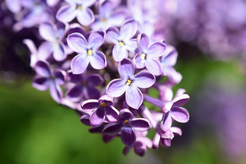 Fototapeta na wymiar Close up of Syringa vulgaris flowers.