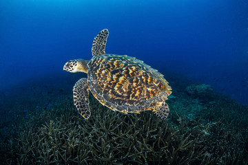 Obraz premium Juvenile Hawkbill turtle swimming with more staghorn coral . Losin, Thailand with Copy space.