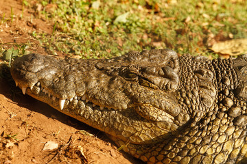 crocodile