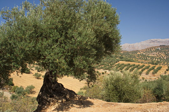 Olivenbaum in Andalusien