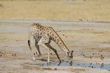 Fototapeta na wymiar Drinking Giraf at Waterhole in Hwange National Park
