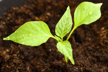 Young chili pepper plant, freshly watered, home ecological growing