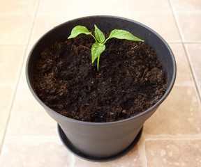 Chili pepper growth 