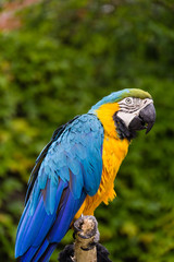 Blue and yellow parrot-3