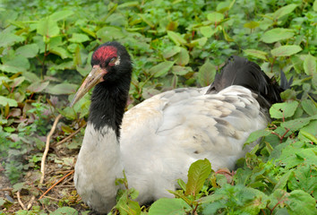  Black-necked crane (Grus nigricollis)