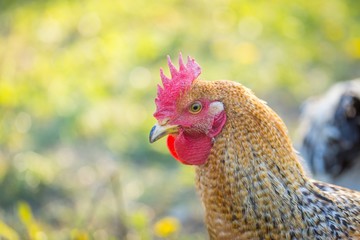 Close up of hen face