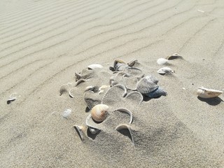 Shells on the sand of the beach