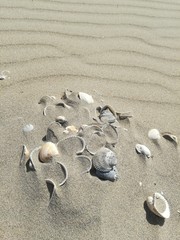 Shells on the sand of the beach