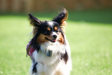 Fun puppies in a private playground
