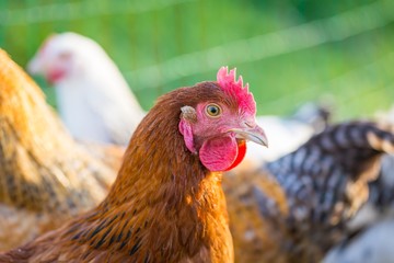 Farm chickens herd on their grassland
