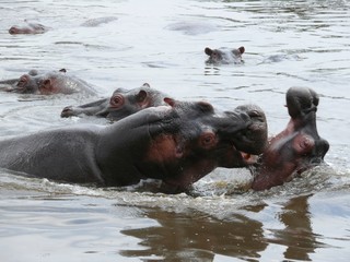 Fototapeta na wymiar Serengeti National Park in Tanzania, Hippo Pool fighting