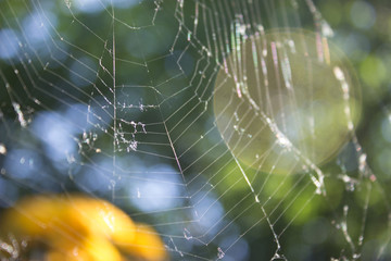 Background with spider net