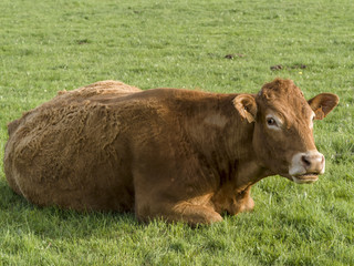 Brown cows on green meadow grass landscapes in Cantabria, Spain