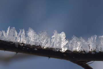 Eiskristalle auf Strauch