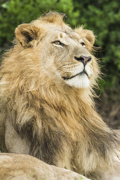Lion relaxing in Addo Elephant National Park