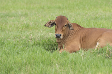 Fototapeta premium Brahman cattle in a green field.American Brahman Cow Cattle Grazing on Grass on the Farm Closeup