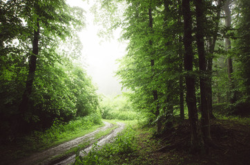 road through park with green vegetation in summer