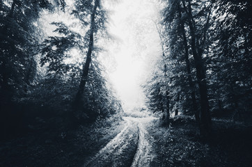 Obraz premium dark scary forest at night fantasy landscape