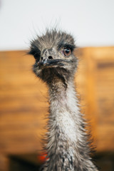 sad ostrich Emu portrait of a short distance