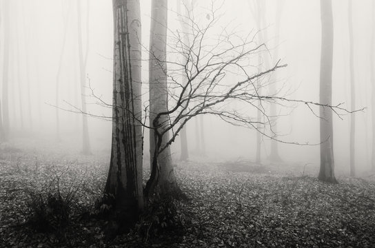 Fototapeta minimal misty forest landscape black and white background