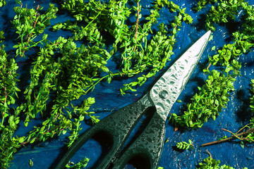Lemon thyme and scissors on a blue abstract background