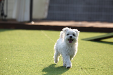 Fun puppies in a private playground