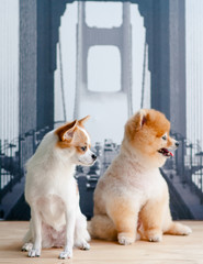 Pomeranian and Chihuahua sitting