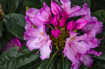 Colorful flowersin the park. Spring landscape.