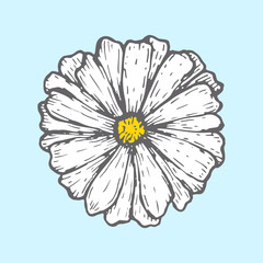 chamomile isolated on blue background. Simple botanical illustrations. Hand drawn sketch