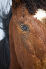 Close up of a horse.