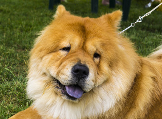 Fototapeta na wymiar Chow chow dog. Beautiful dog chow-chow in the park.