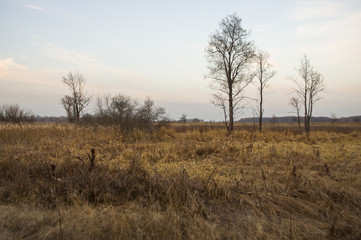 Naked trees and dry grass in the autumn evening meadow